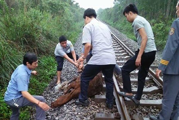 Tàu hỏa đâm trâu thả rông - Sputnik Việt Nam