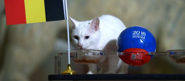 Mèo tiên tri Achilles dự đoán Bỉ sẽ vào chung kết World Cup 2018 Mèo tiên tri Achilles dự đoán Bỉ sẽ vào chung kết World Cup 2018 - Sputnik Việt Nam