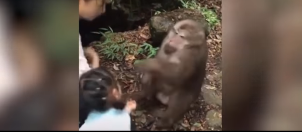 Video sốc: Con khỉ nốc ao cô bé cho nó ăn quà - Sputnik Việt Nam