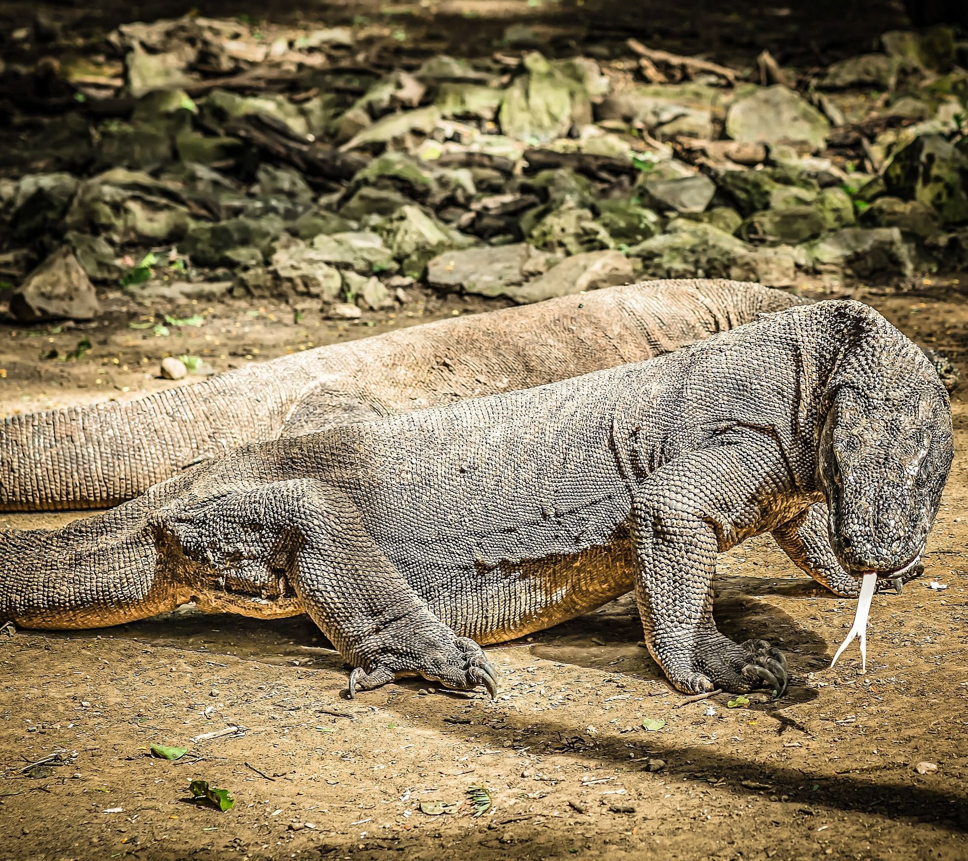 Rồng Komodo từ Vườn quốc gia Indonesia - Sputnik Việt Nam, 1920, 28.10.2024