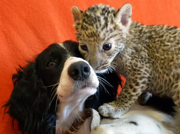Con chó Sheri nòi Cocker-Spaniel được em bé báo Steffani mang về nuôi Con chó Sheri nòi Cocker-Spaniel được em bé báo Steffani mang về nuôi - Sputnik Việt Nam