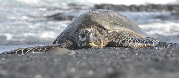 Con rùa Con rùa - Sputnik Việt Nam