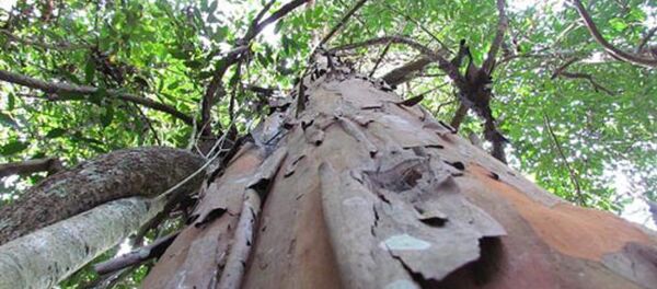 Cây đỉnh tùng trưởng thành đang được bảo vệ nghiêm ngặt tại Lâm Đồng. Cây đỉnh tùng trưởng thành đang được bảo vệ nghiêm ngặt tại Lâm Đồng. - Sputnik Việt Nam