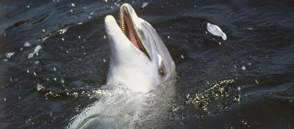 Cá heo Cá heo - Sputnik Việt Nam