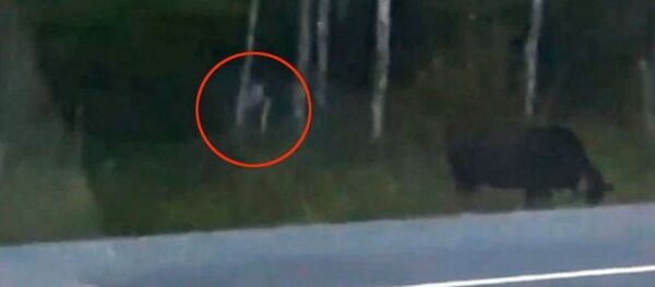 Sinh vật bí ẩn tiếp cận nai sừng tấm ngoài bìa rừng ở Canada - Sputnik Việt Nam