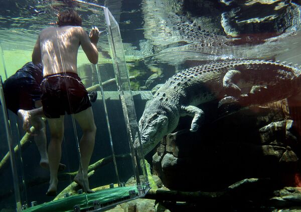 Đu quay “Lồng Thần Chết” tại công viên thiên nhiên hoang dã Crocosaurus Cove ở Darwin (Úc) - Sputnik Việt Nam