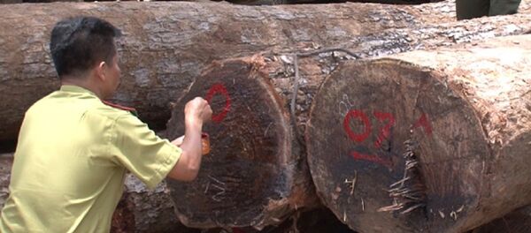 Vụ bắt trùm gỗ lậu Phương râu hồi cuối tháng 4 vừa qua khiến dư luận hết sức quan tâm. Vụ bắt trùm gỗ lậu Phương râu hồi cuối tháng 4 vừa qua khiến dư luận hết sức quan tâm. - Sputnik Việt Nam