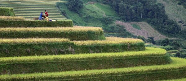 Những đồng lúa ở Việt Nam - Sputnik Việt Nam