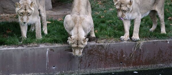 Sư tử trong Sở thú London - Sputnik Việt Nam