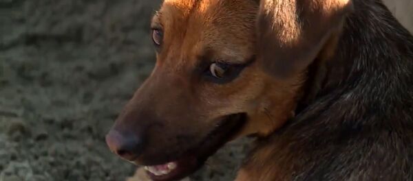 Businka Businka - Sputnik Việt Nam