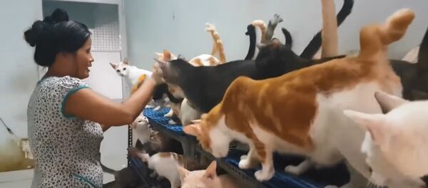 Người phụ nữ Việt hơn 20 năm sống với hàng trăm con mèo Người phụ nữ Việt hơn 20 năm sống với hàng trăm con mèo - Sputnik Việt Nam