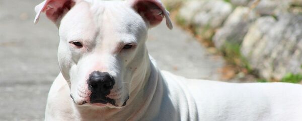 Pitbull Pitbull - Sputnik Việt Nam