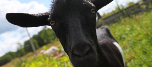 Con dê - Sputnik Việt Nam