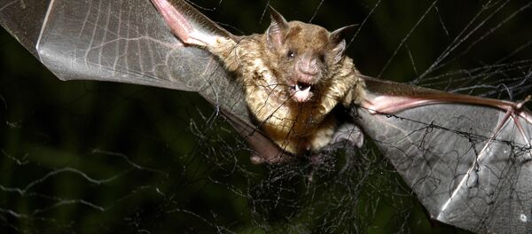 dơi - Sputnik Việt Nam