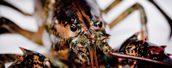 con tôm hùm - Sputnik Việt Nam