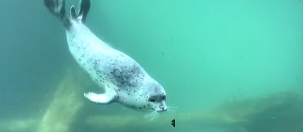 Tình bạn kỳ lạ của hải cẩu và bướm - Sputnik Việt Nam