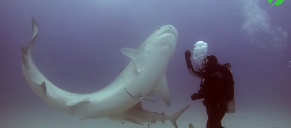 Người thợ lặn thôi miên con cá mập (Video) - Sputnik Việt Nam