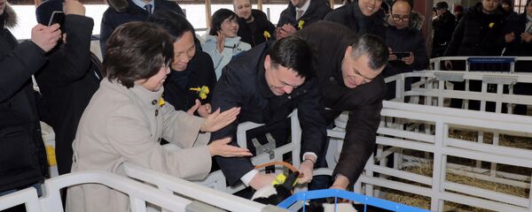 Bà Thái Hương cùng Thống đốc vùng Matxcova chào đón chú bê con Gmilk đầu tiên - Sputnik Việt Nam