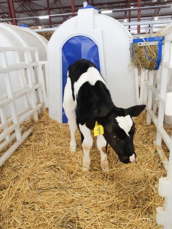 Cô bé Gmilk đầu tiên sinh ra tại trang trại - Sputnik Việt Nam