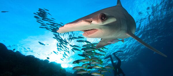 cá mập đầu búa cá mập đầu búa - Sputnik Việt Nam