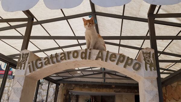 Trại nuôi dưỡng mèo của Muhammed Alaa al Jaleel ở Syria  - Sputnik Việt Nam