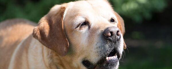 Con chó - Sputnik Việt Nam