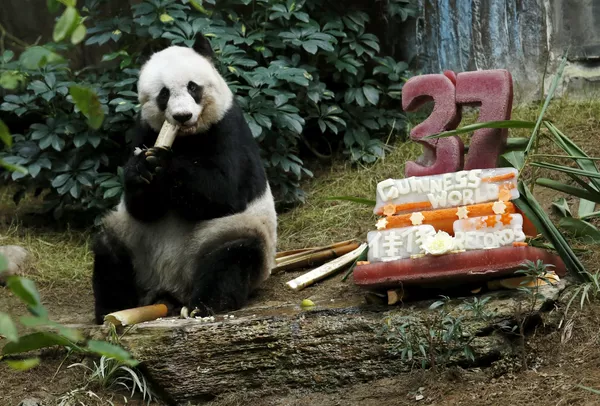 con gấu trúc Jia Jia ở Ocean Park Hồng Kông con gấu trúc Jia Jia ở Ocean Park Hồng Kông - Sputnik Việt Nam
