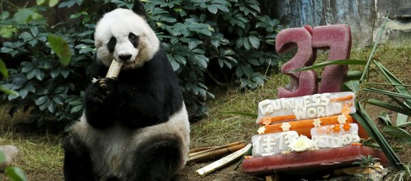 con gấu trúc Jia Jia ở Ocean Park Hồng Kông con gấu trúc Jia Jia ở Ocean Park Hồng Kông - Sputnik Việt Nam