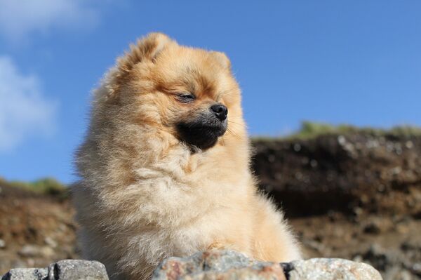 Con chó Shpitz - Sputnik Việt Nam