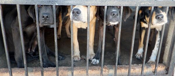 Con chó - Sputnik Việt Nam