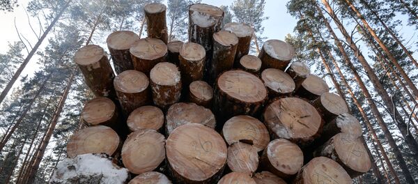 gỗ gỗ - Sputnik Việt Nam