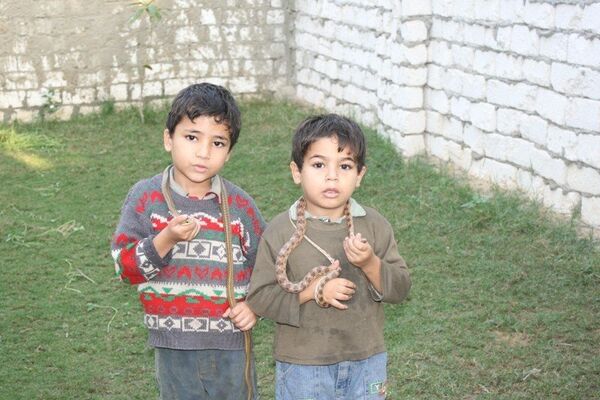 Các trẻ em Ai Cập cầm rắn trong tay Các trẻ em Ai Cập cầm rắn trong tay - Sputnik Việt Nam