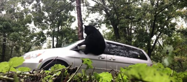 Con gấu bị khóa trong xe đập cửa sổ để chui ra ngoài - Sputnik Việt Nam