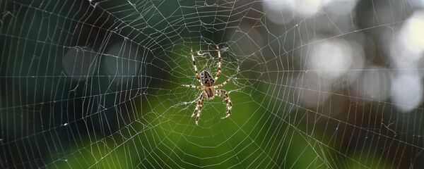 Nhện Nhện - Sputnik Việt Nam