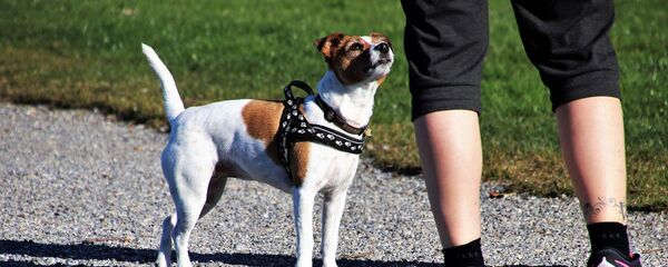 Con chó Con chó - Sputnik Việt Nam