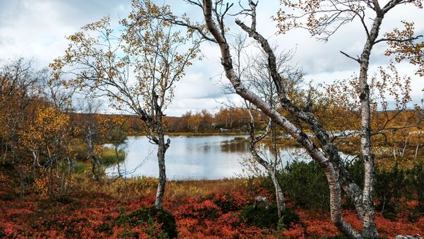 Bán đảo Kola ở tỉnh Murmansk - Sputnik Việt Nam