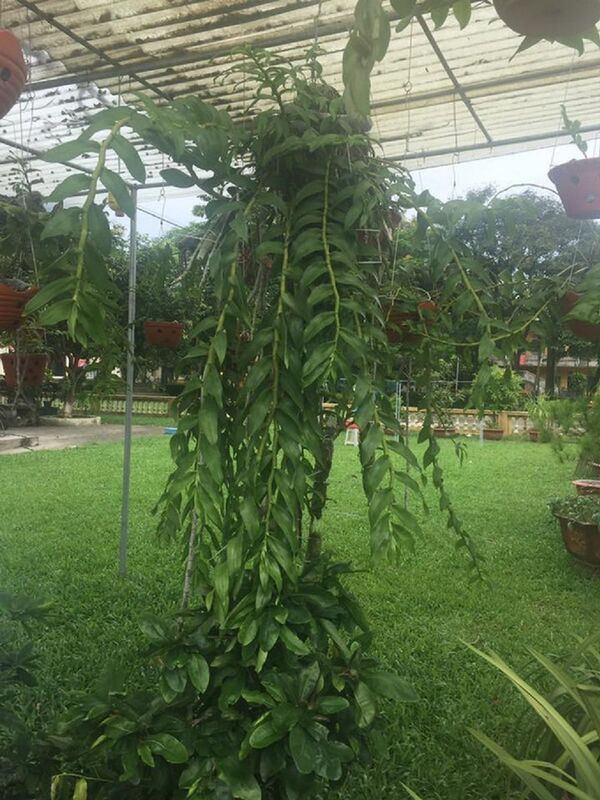 Một trong các giò phong lan của cố phi công Trí. - Sputnik Việt Nam