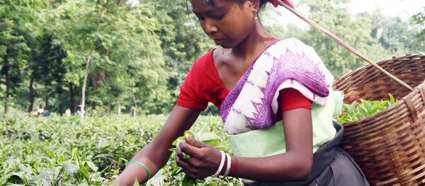 Chè Ấn Độ - Sputnik Việt Nam