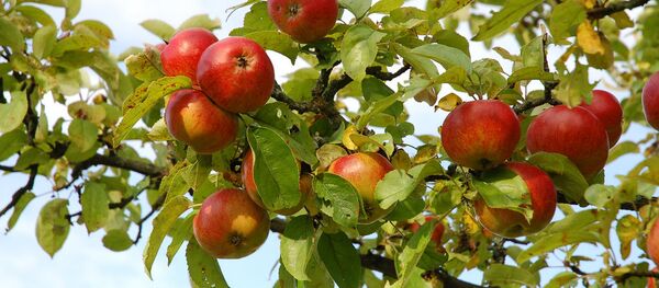 Cây táo - Sputnik Việt Nam