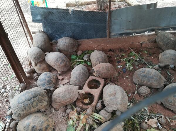 Cư dân Aleppo Mustafa Khalifah đã cứu hàng chục con rùa trong chiến tranh - Sputnik Việt Nam