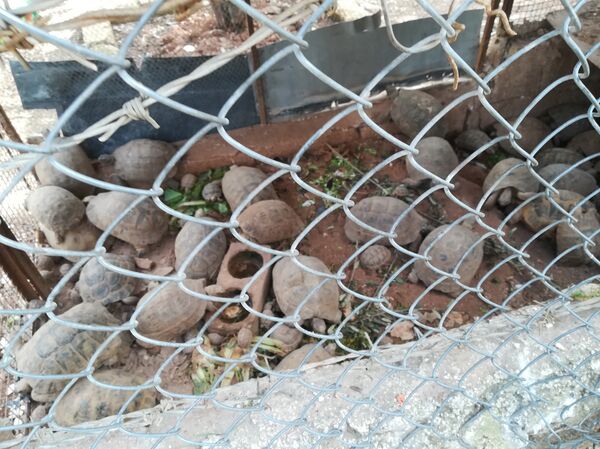 Cư dân Aleppo Mustafa Khalifah đã cứu hàng chục con rùa trong chiến tranh - Sputnik Việt Nam