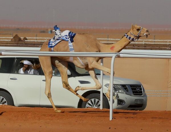 Lạc đà tại Arabia Saudi Lạc đà tại Arabia Saudi - Sputnik Việt Nam