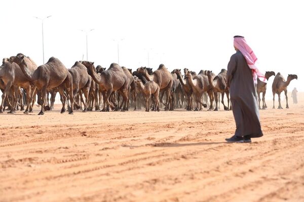 Lạc đà tại Arabia Saudi Lạc đà tại Arabia Saudi - Sputnik Việt Nam
