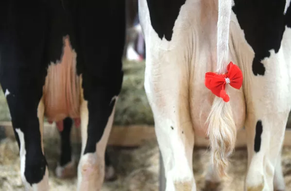 Những con bò thuần chủng của cơ sở chăn nuôi bò giống thuộc công ty “Novoladozhsky” tại Triển lãm thành tựu công nông nghiệp “Mùa thu vàng” lần thứ 20 ở Matxcơva. Những con bò thuần chủng của cơ sở chăn nuôi bò giống thuộc công ty “Novoladozhsky” tại Triển lãm thành tựu công nông nghiệp “Mùa thu vàng” lần thứ 20 ở Matxcơva. - Sputnik Việt Nam