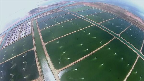 Trang trại cá ở Arabia Saudi  - Sputnik Việt Nam