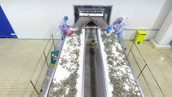 Trang trại cá ở Arabia Saudi  - Sputnik Việt Nam