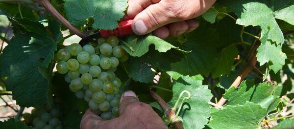 Сбор урожая винограда в Крыму - Sputnik Việt Nam