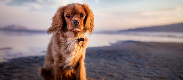 con chó - Sputnik Việt Nam