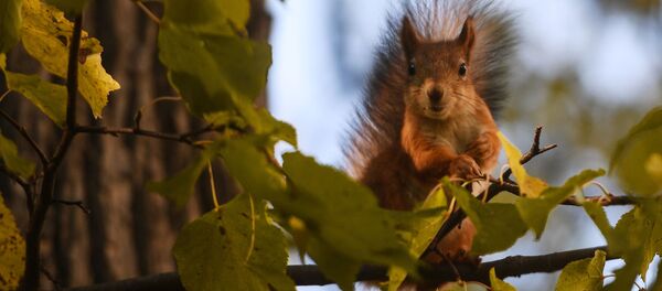 Con sóc - Sputnik Việt Nam