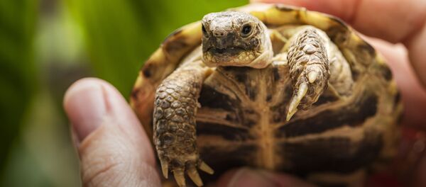 Con rùa trên tay người. - Sputnik Việt Nam
